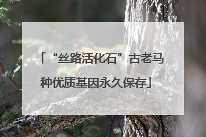 “丝路活化石”古老马种优质基因永久保存