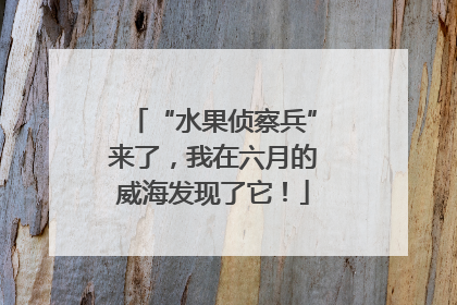“水果侦察兵”来了，我在六月的威海发现了它！