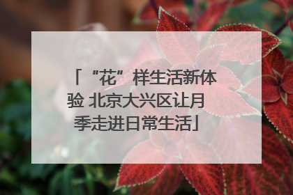“花”样生活新体验 北京大兴区让月季走进日常生活