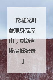 珍稀光叶蕨现身瓦屋山，刷新海拔最低纪录