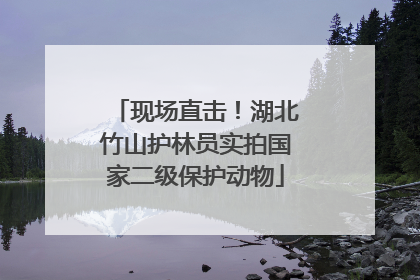 现场直击！湖北竹山护林员实拍国家二级保护动物