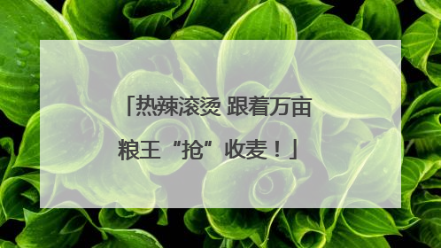 热辣滚烫 跟着万亩粮王“抢”收麦！