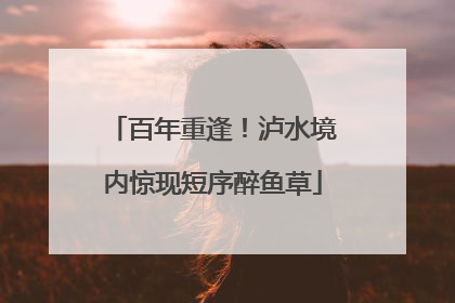 百年重逢！泸水境内惊现短序醉鱼草