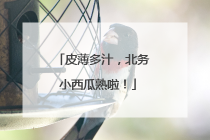 皮薄多汁，北务小西瓜熟啦！