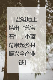盐碱地上结出“蓝宝石”，小蓝莓串起乡村振兴全产业链