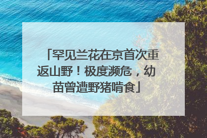 罕见兰花在京首次重返山野！极度濒危，幼苗曾遭野猪啃食
