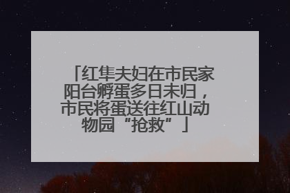 红隼夫妇在市民家阳台孵蛋多日未归，市民将蛋送往红山动物园“抢救”