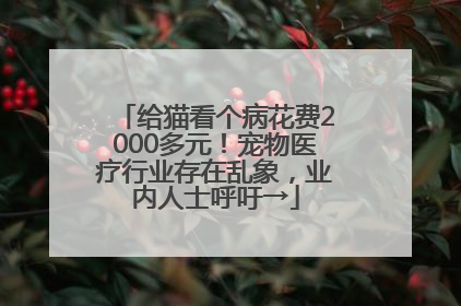 给猫看个病花费2000多元！宠物医疗行业存在乱象，业内人士呼吁→