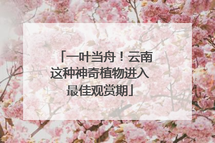 一叶当舟！云南这种神奇植物进入最佳观赏期