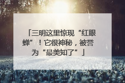 三明这里惊现“红眼蝉”！它很神秘，被誉为“最美知了”
