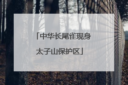 中华长尾雀现身太子山保护区