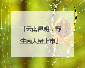 云南昆明：野生菌大量上市