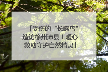 受伤的“长嘴鸟”造访徐州沛县！暖心救助守护自然精灵
