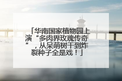 华南国家植物园上演“多肉界玫瑰传奇”，从呆萌树干到炸裂种子全是戏！