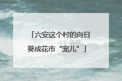 六安这个村的向日葵成花市“宠儿”