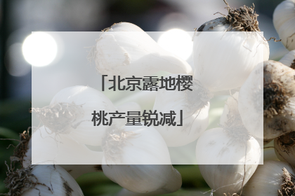 北京露地樱桃产量锐减