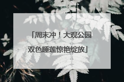 周末冲！大观公园双色睡莲惊艳绽放