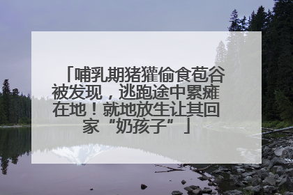 哺乳期猪獾偷食苞谷被发现，逃跑途中累瘫在地！就地放生让其回家“奶孩子”