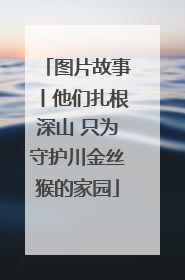图片故事丨他们扎根深山 只为守护川金丝猴的家园