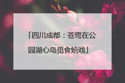 四川成都：苍鹭在公园湖心岛觅食嬉戏