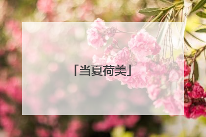 当夏荷美