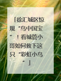 徐汇城区惊现“鸟中国宝”！看城管小哥如何救下这只“彩虹小鸟”