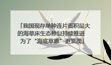 我国现存单种连片面积最大的海草床生态修复持续推进 为了“海底草原”更繁茂