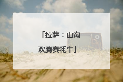 拉萨：山沟欢腾赛牦牛
