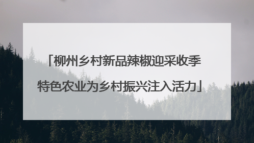 柳州乡村新品辣椒迎采收季 特色农业为乡村振兴注入活力