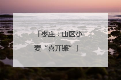 枣庄：山区小麦“喜开镰”