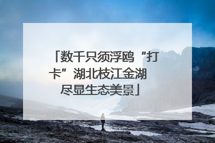 数千只须浮鸥“打卡”湖北枝江金湖 尽显生态美景