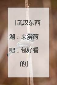 武汉东西湖：来赏荷吧，包好看的