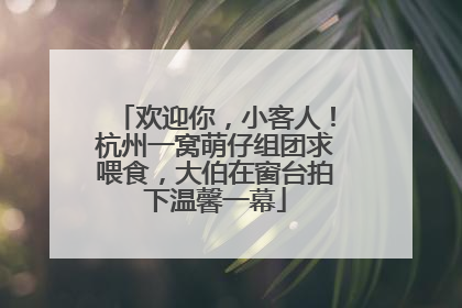 欢迎你，小客人！杭州一窝萌仔组团求喂食，大伯在窗台拍下温馨一幕