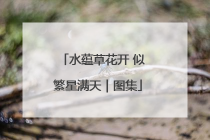 水蕴草花开 似繁星满天｜图集