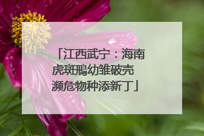 江西武宁：海南虎斑鳽幼雏破壳 濒危物种添新丁