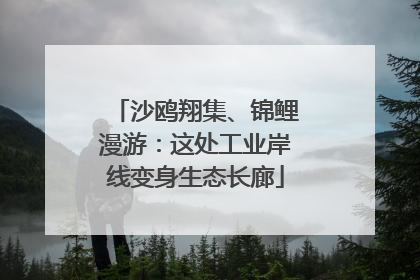 沙鸥翔集、锦鲤漫游：这处工业岸线变身生态长廊