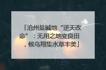 沧州盐碱地“逆天改命”：无用之地变良田，候鸟翔集水草丰美