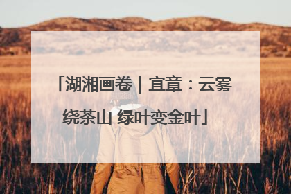 湖湘画卷｜宜章：云雾绕茶山 绿叶变金叶