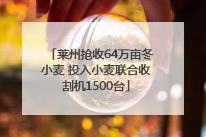 莱州抢收64万亩冬小麦 投入小麦联合收割机1500台