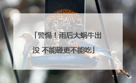 警惕！雨后大蜗牛出没 不能碰更不能吃