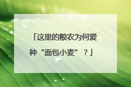 这里的粮农为何爱种“面包小麦”？
