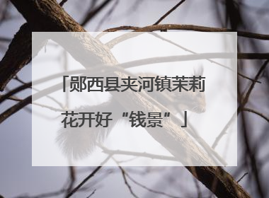 郧西县夹河镇茉莉花开好“钱景”