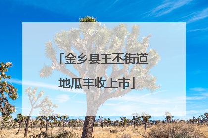 金乡县王丕街道地瓜丰收上市