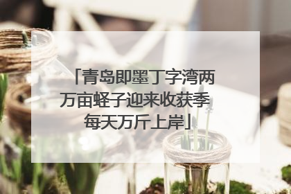 青岛即墨丁字湾两万亩蛏子迎来收获季 每天万斤上岸