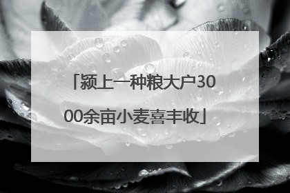 颍上一种粮大户3000余亩小麦喜丰收