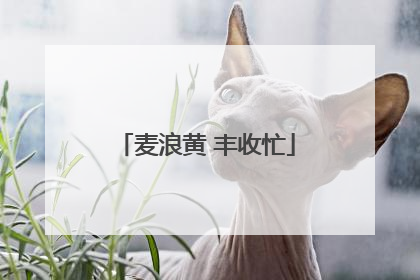麦浪黄 丰收忙