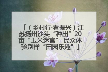 （乡村行·看振兴）江苏扬州沙头“种出”20亩“玉米迷宫” 民众体验别样“田园乐趣”