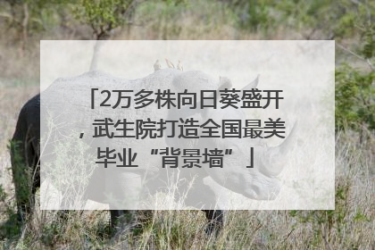 2万多株向日葵盛开，武生院打造全国最美毕业“背景墙”